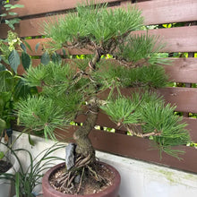 Japanese Black Pine Seeds