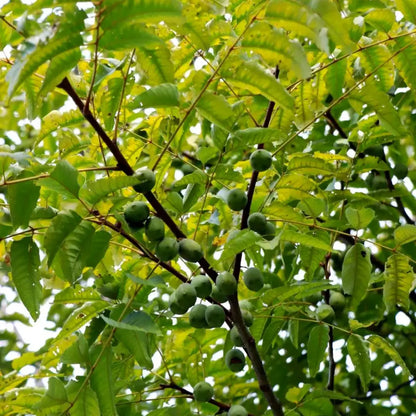 Ambarella Seeds