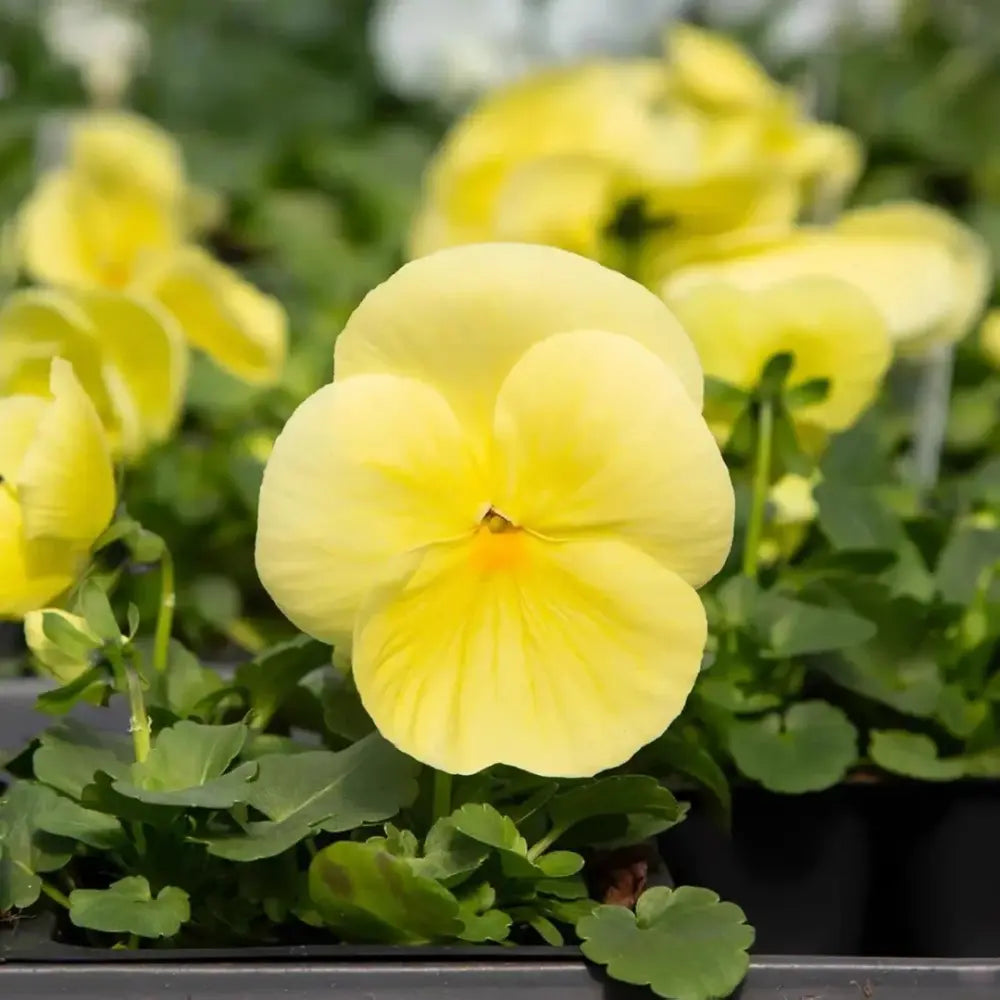 Dream Butterfly Series Large Pansy Pure Yellow Butterfly Shaped Seeds