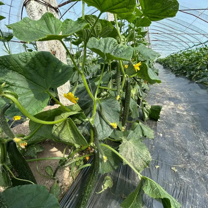 Leader Cucumber Seeds