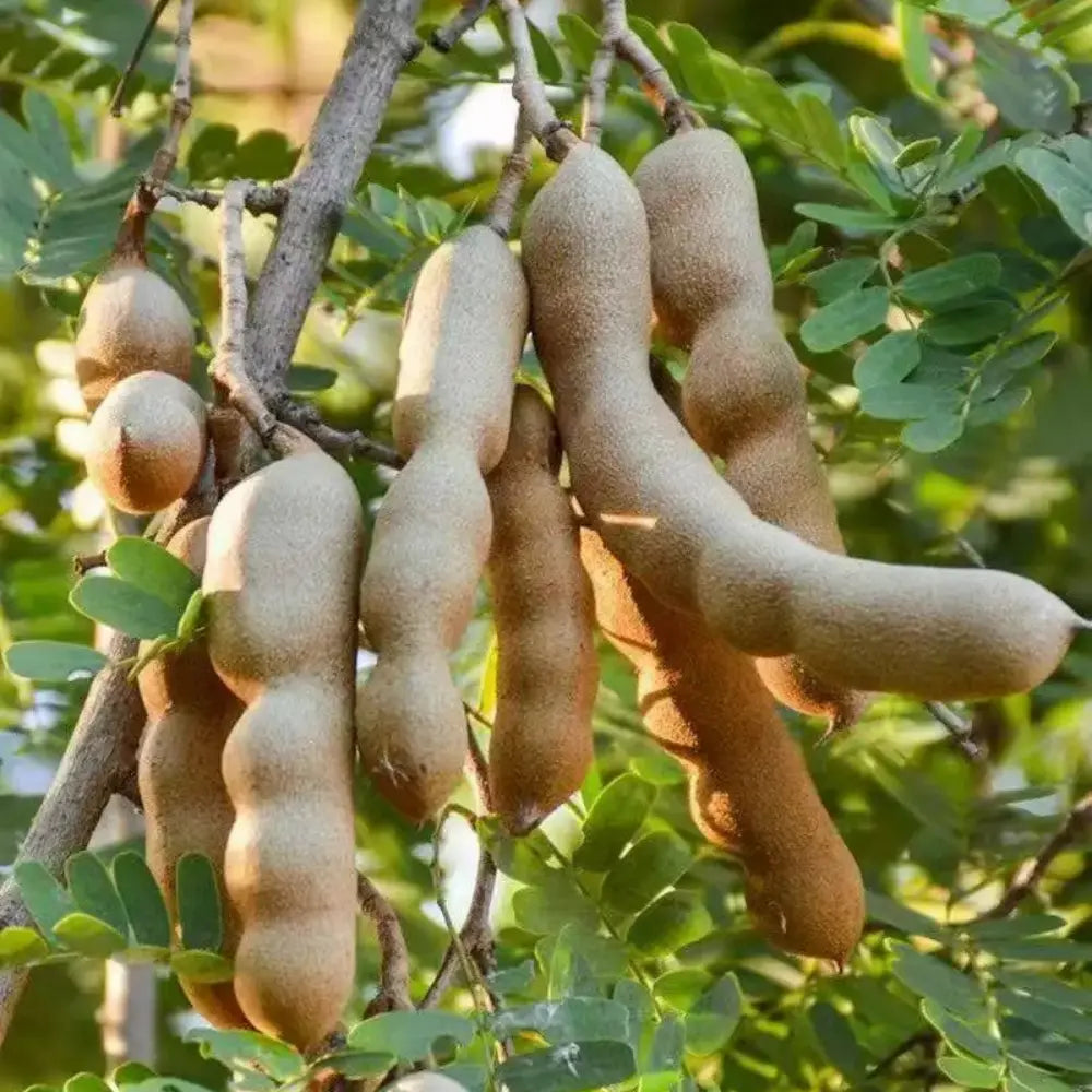 Tamarind Seeds