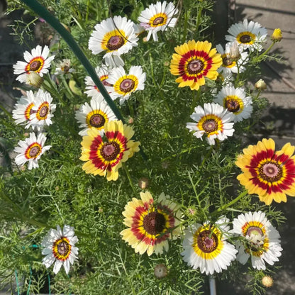 Yellow Garland Chrysanthemum Seeds