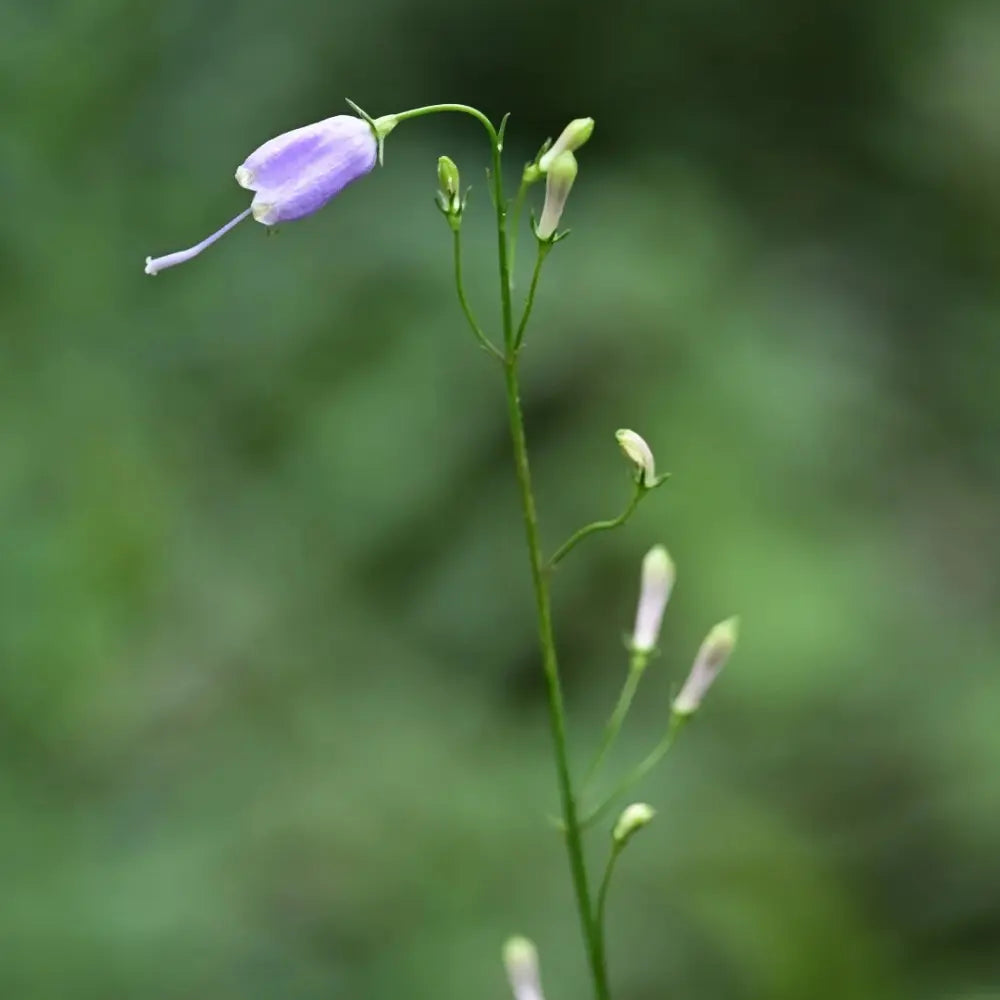 Ladybell Seeds