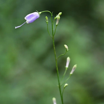 Ladybell Seeds