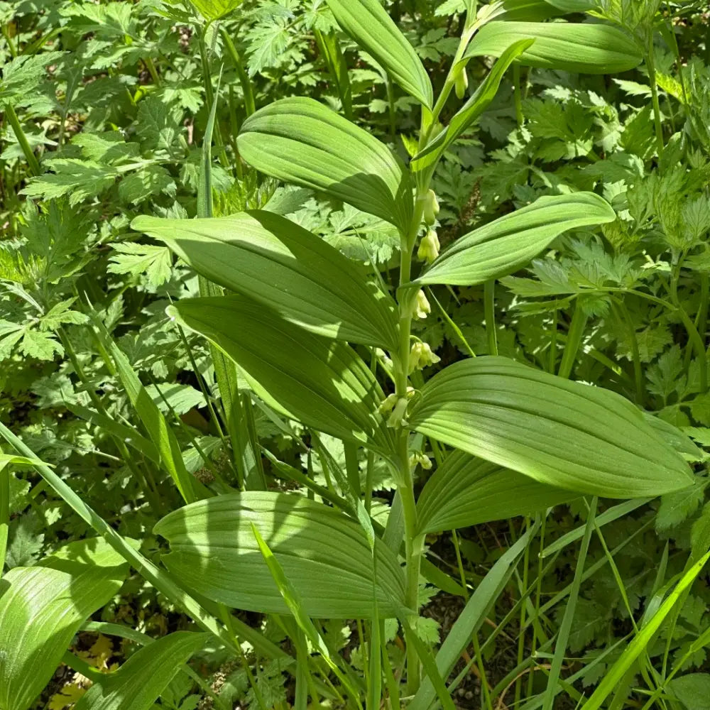 Solomon's Seal Seeds