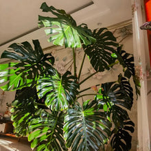 Monstera Seeds