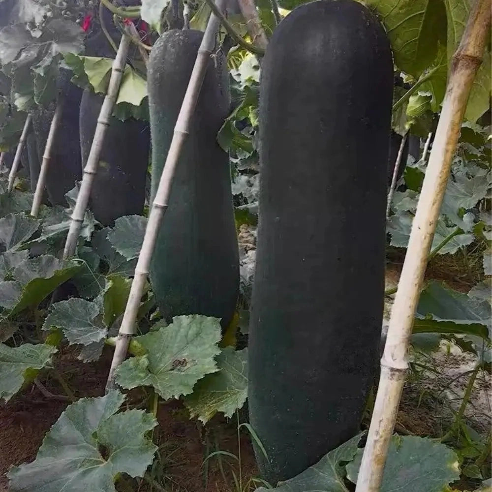 Black Skin Winter Melon Seeds