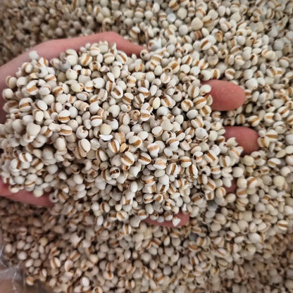 Job's Tears Seeds