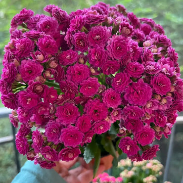 Lina Kalanchoe Seeds