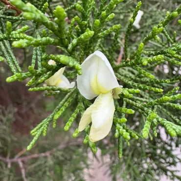 Chinese Juniper Seeds