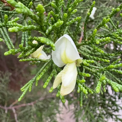 Chinese Juniper Seeds