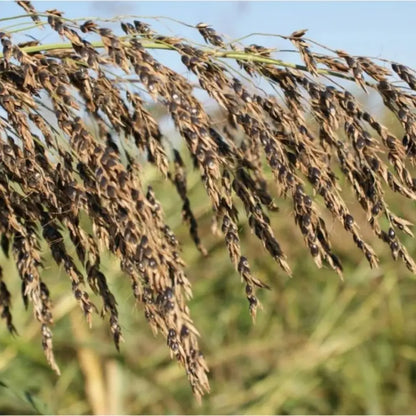 Sudangrass Seeds