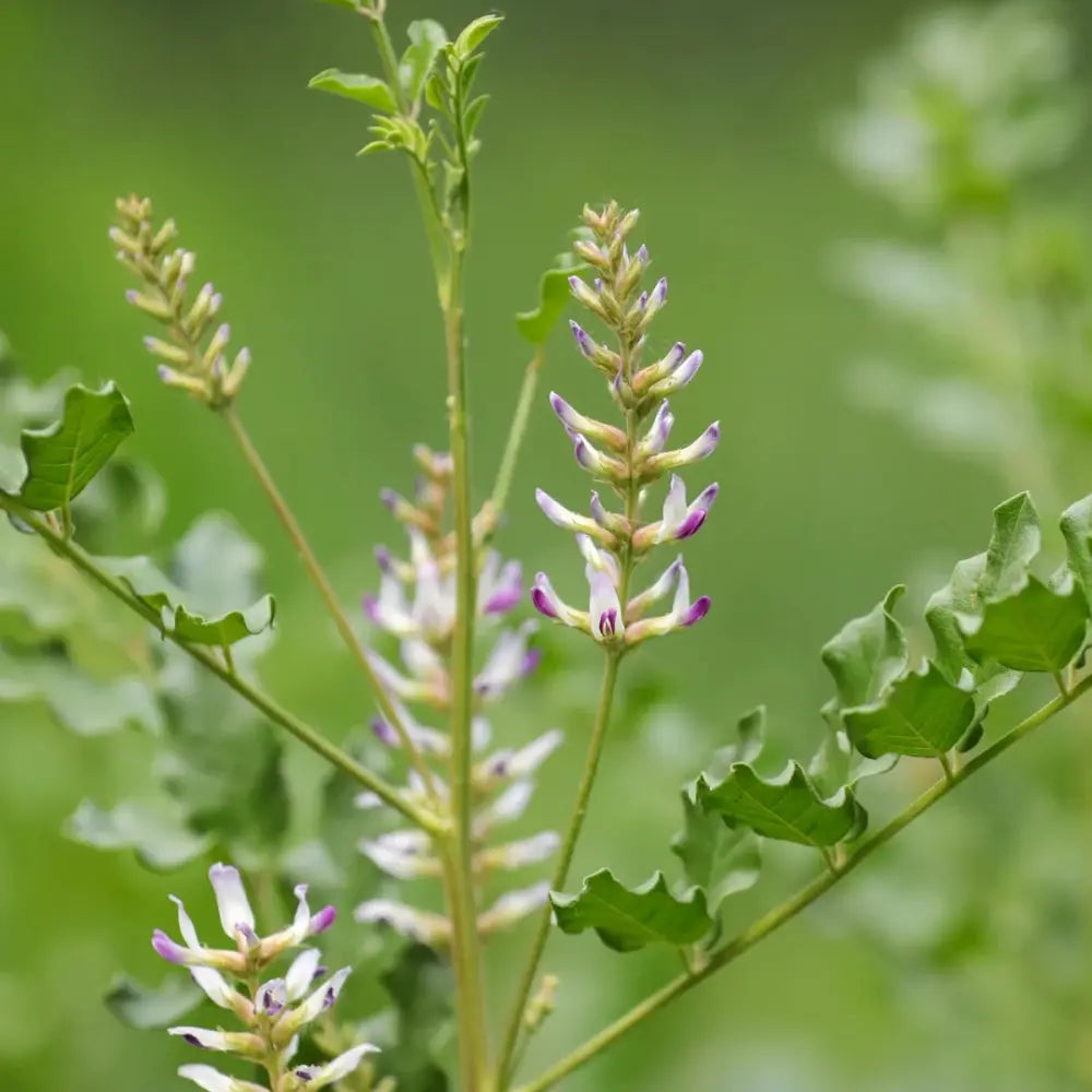 Licorice Seeds