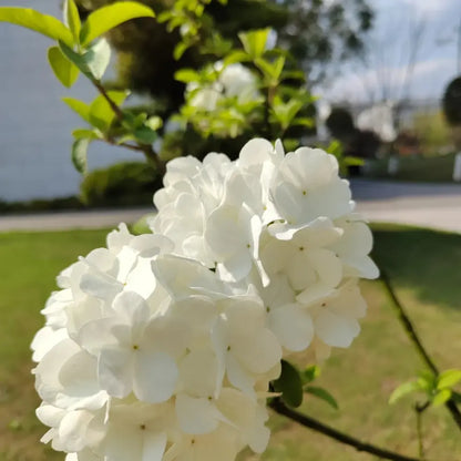 Viburnum Seeds