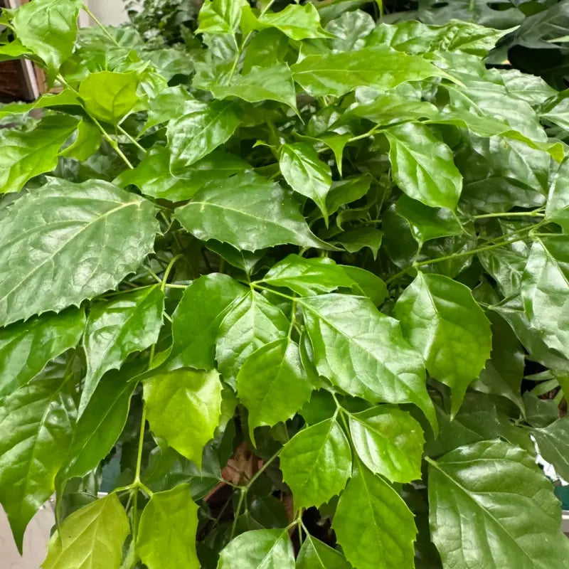 China Doll Plant Seeds