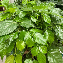China Doll Plant Seeds