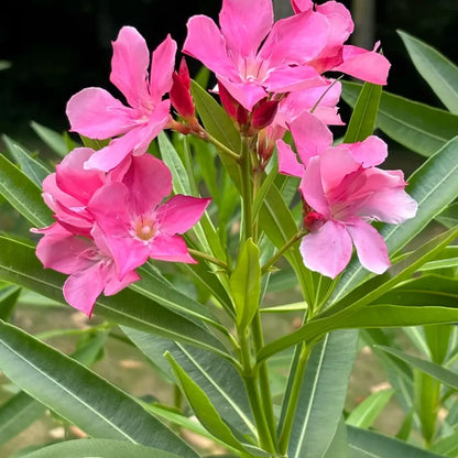 Oleander Seeds