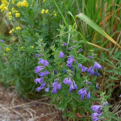 Baikal Skullcap Seeds