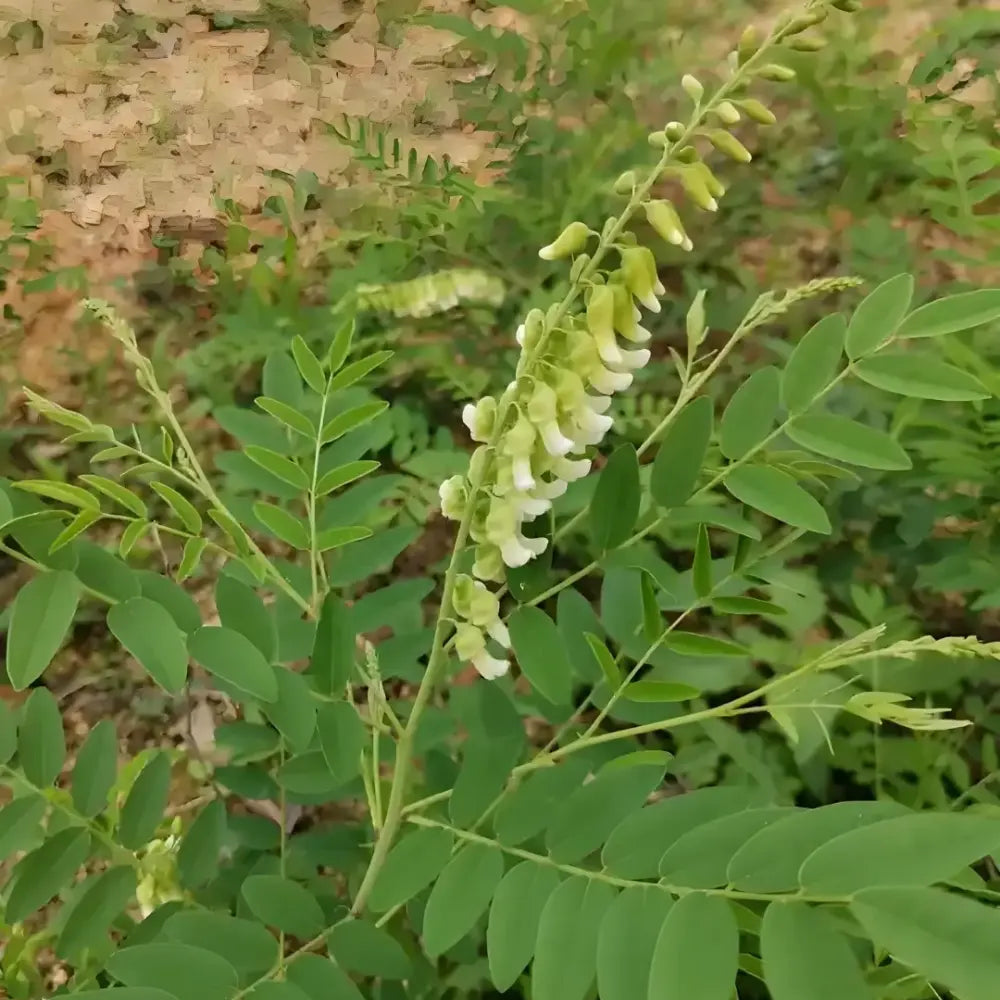 Shrubby Sophora Seeds