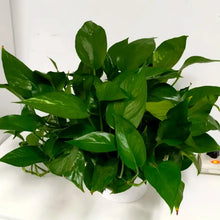Pothos Seeds
