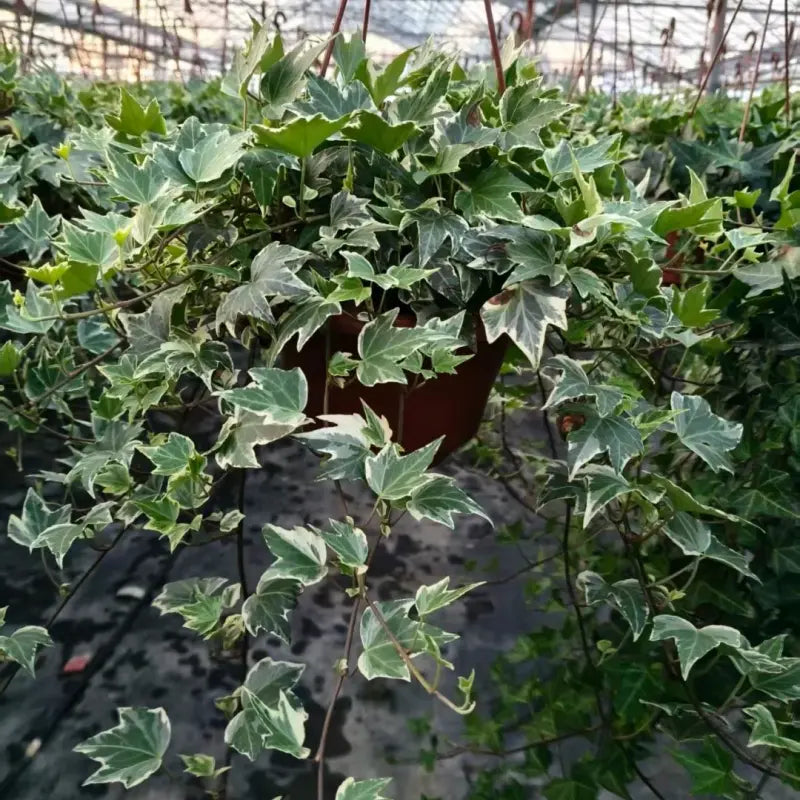 Variegated English Ivy Seeds