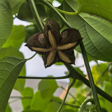Sacha Inchi Seeds