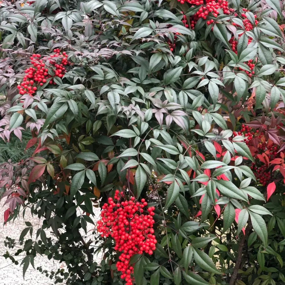 Heavenly Bamboo Seeds