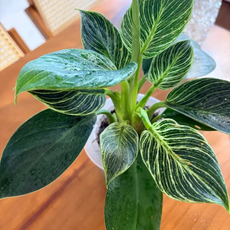 Platinum Philodendron Seeds