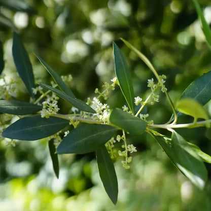 Chinese Olive Seeds
