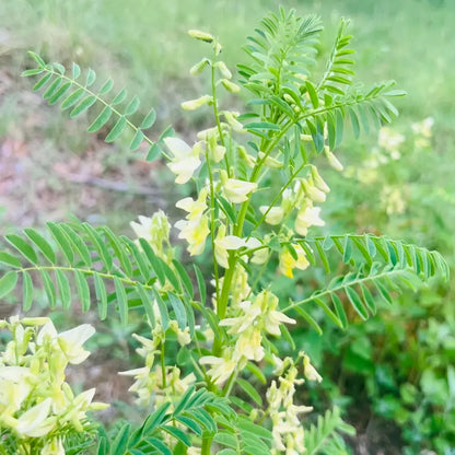 Astragalus Seeds