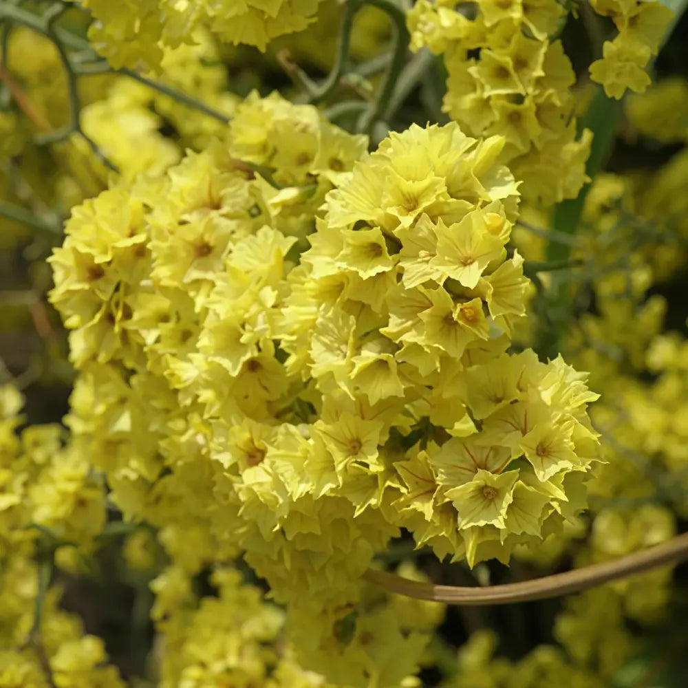 Yellow Statice Seeds