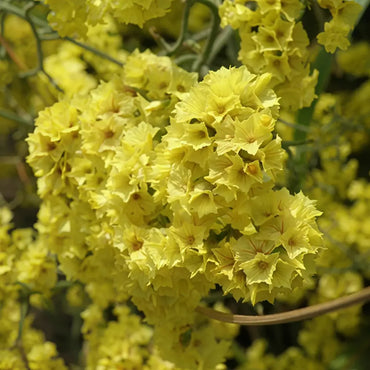 Yellow Statice Seeds