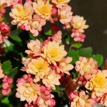 Sweet Apricot Kalanchoe Seeds