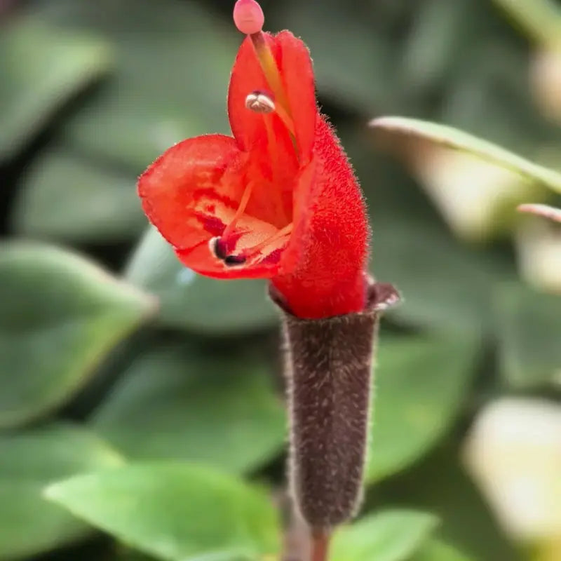 Lipstick Plant Seeds