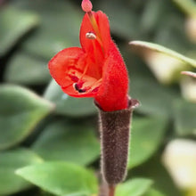 Lipstick Plant Seeds