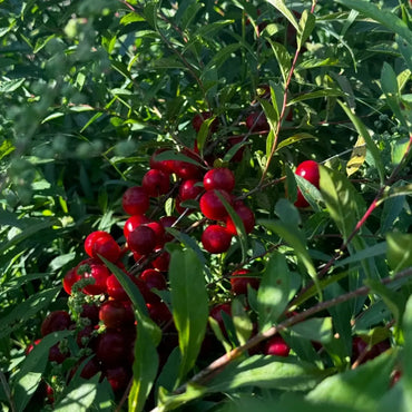 Chinese Dwarf Cherry Seeds