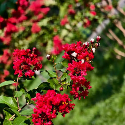 Dynamite Red Rocket Crape Myrtle Seeds