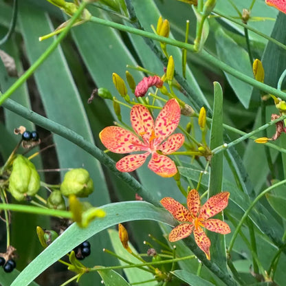 Blackberry Lily Seeds