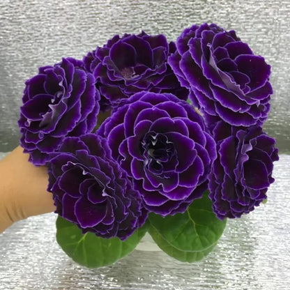 Mystic Purple Heart Double Gloxinia Seeds
