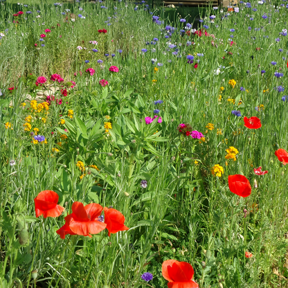 Wildflower Seeds - Seasonal Flowers Mix Includes Zinnia, China Aster, Phlox, etc.