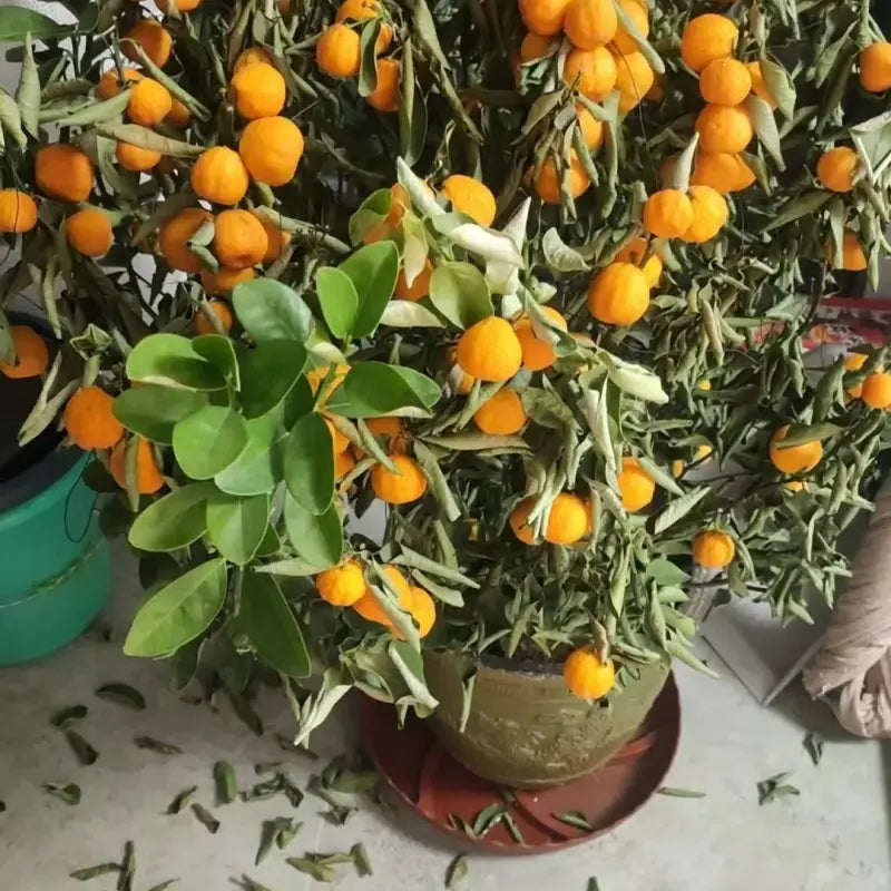 Kumquat Seeds