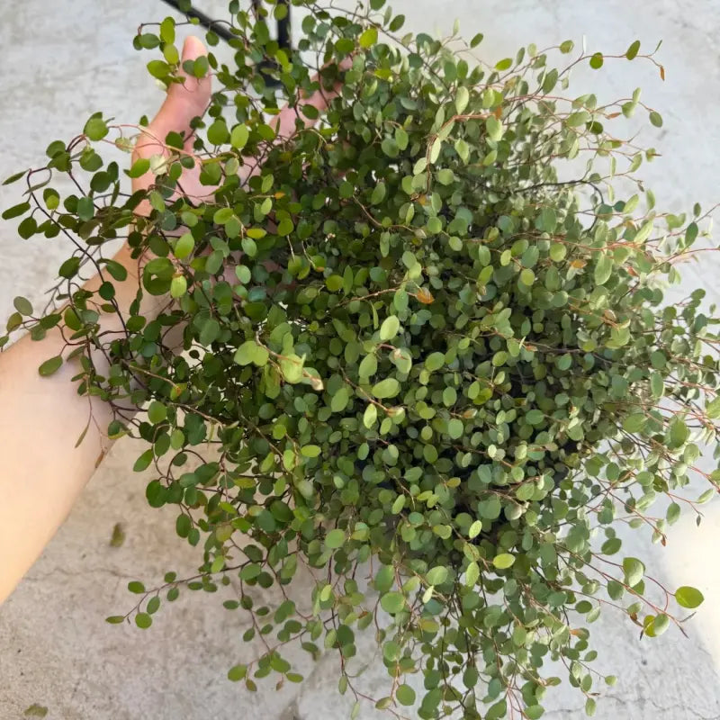 Wire Vine Seeds