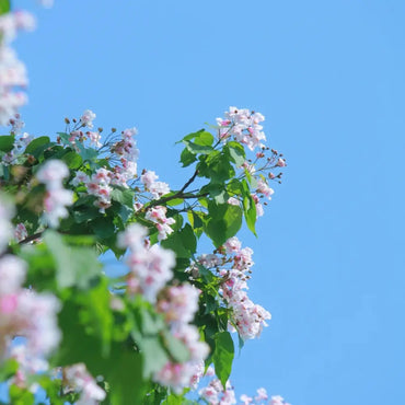 Chinese Catalpa Seeds