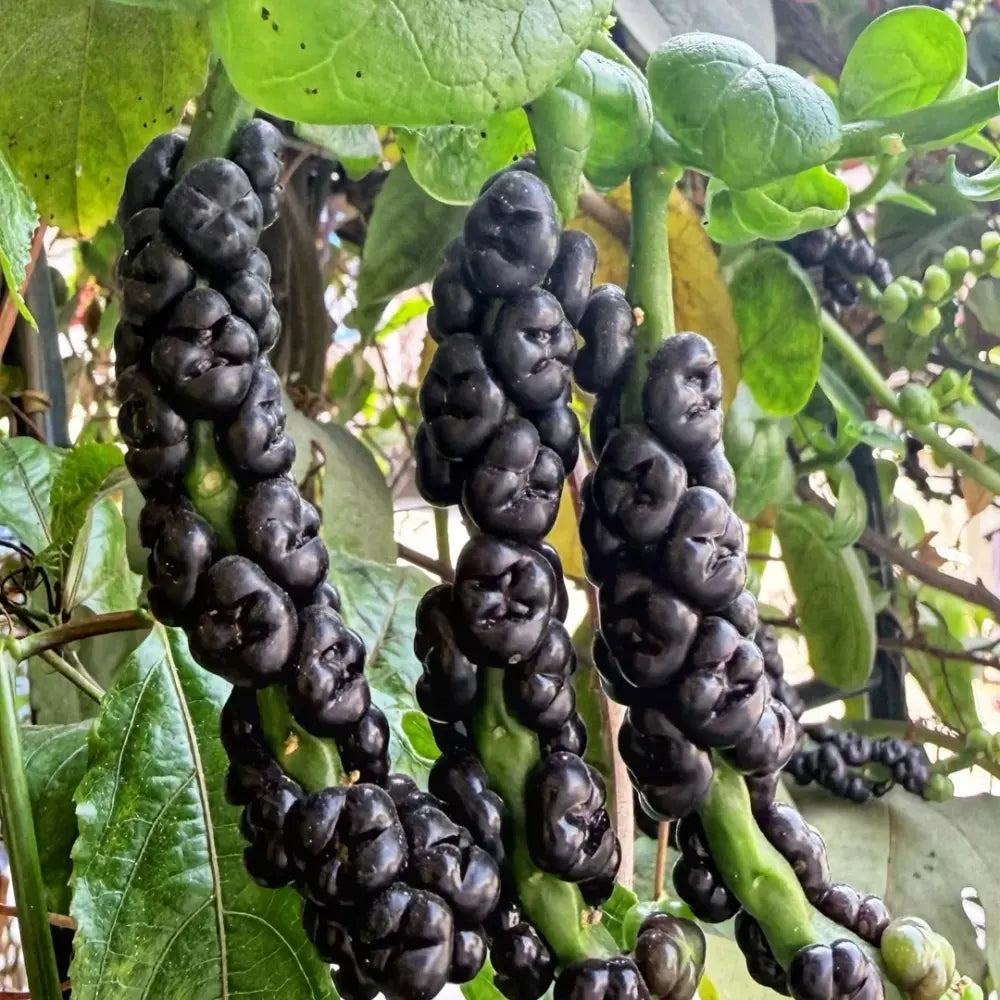Malabar Spinach Seeds
