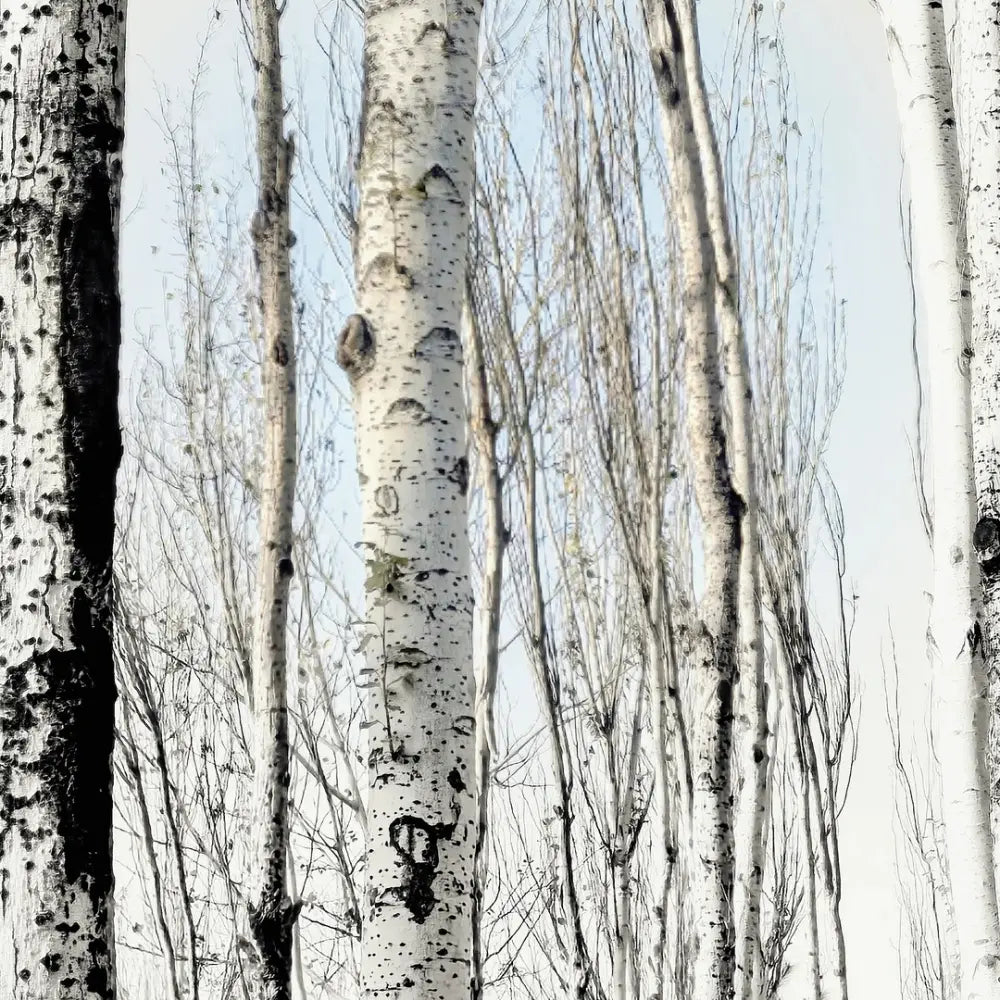 White Birch Seeds