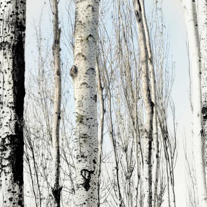 White Birch Seeds