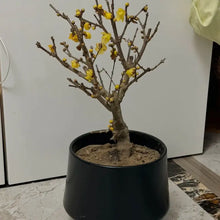Wintersweet Seeds