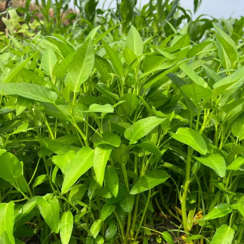 Narrow Leaf Water Spinach Seeds
