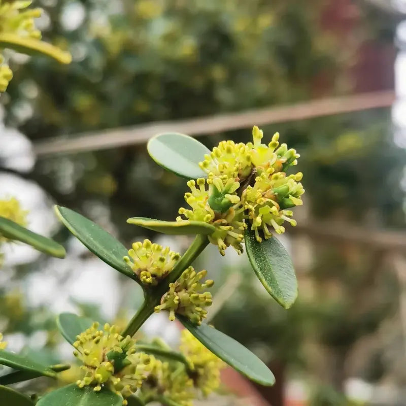 Boxwood Seeds