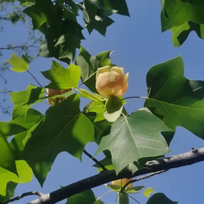 Tulip Tree Seeds